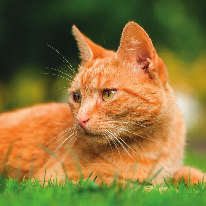 Stress busters You need to think about stress and your cat s lifestyle if they re diagnosed with feline idiopathic cystitis.