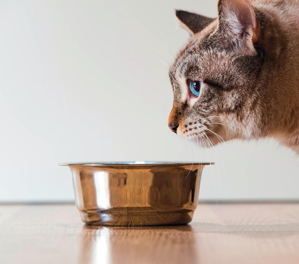 Treatment of FLUTD Treatment will depend on the underlying cause, but most options will include: Increasing water intake Feeding a special diet your vet will recommend which food is best for your cat