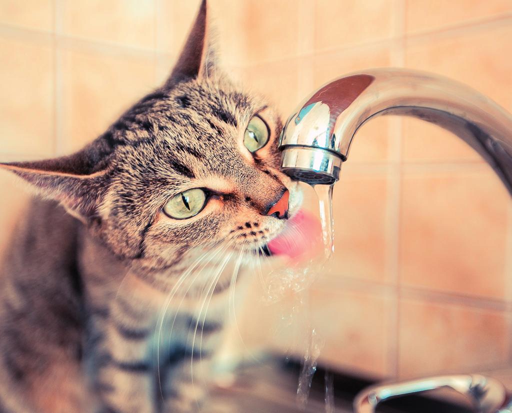 Tips to help cats drink more include Feed wet food rather than dry. Use glass or ceramic water bowls rather than plastic. Plastic leaves an unpleasant taste for cats.