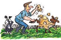 Inspection Regular inspection of a flock will alert producers to the early signs of a parasite attack. Any animal seen rubbing, scratching or chewing its fleece needs to be caught and inspected.
