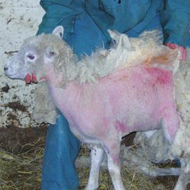 Sheep scab (Permanent ectoparasite) These expand into larger pustules which eventually rupture and discharge liquid.