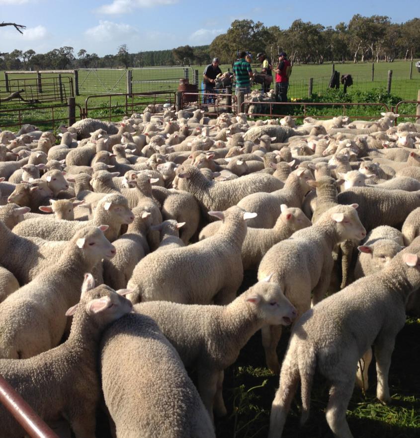 Lambing Single ewes Maintain CS 3 until lambing Lamb down in mobs no more