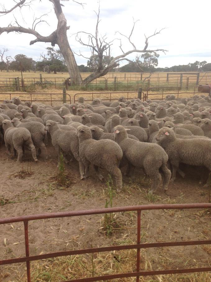 Weaning Lambs are weaned at 8-12 weeks old Usually average approx.