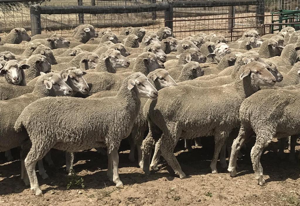 2017 Ewe lambs Teased for 2 weeks Lambs joined at 8 months