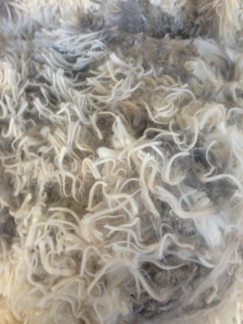 Benefits 6 month shearing Tensile strength increased from 25 Newtons to around 60 Newtons Eliminated tender wool Cutting 60-70mm each
