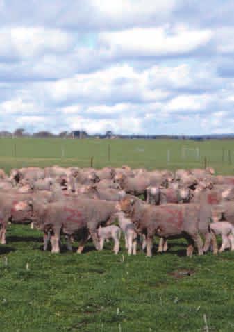 Big mobs save time It s all about labour efficiency! Man days of work is proportional to the number of mobs rather than the number of sheep. Reasons for big mobs Less mobs,.