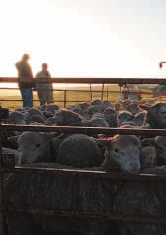 Reasons for small mobs Some farmers have good reasons for small mobs: breeding rams progeny testing single sire matings twinning ewes at lambing. But the usual reasons for small mobs are not valid.
