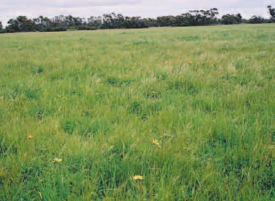 It is desirable to keep FOO to no more than 2500 kg DM/ha, other than at the end of the season.