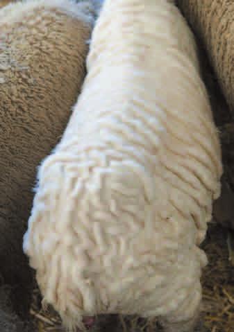 Save labour: have easy-care sheep It s more than just plain sheep: it s low maintenance with high productivity Easy-care sheep may seem all about having plain sheep that don t get fly struck but