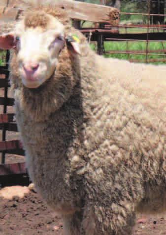 Applying a Dual Purpose Plus index for Merinos the results after 10 years in the flock Parameter Change Clean fleece weight + 8.5% Micron 0 Body weight + 6.