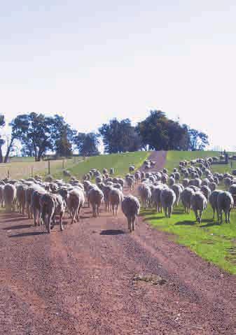 Laneways Move you & your sheep efficiently around the farm With sheep, laneways are the greatest labour-saving device. There are two great reasons for installing laneways on your farm.