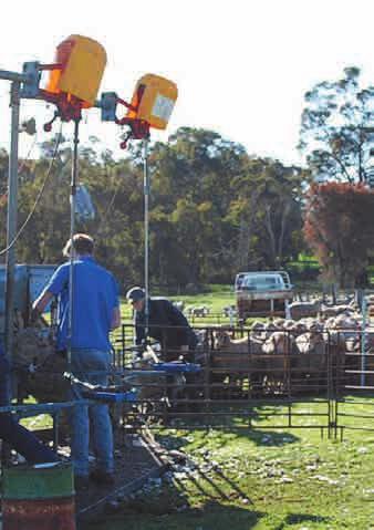 Take the work to the sheep Moving sheep from all over the property to one set of main yards can be time consuming and inefficient. There are alternatives.