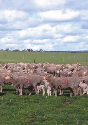 Big mobs save time It s all about labour efficiency! Man days of work is proportional to the number of mobs rather than the number of sheep. Reasons for big mobs Less mobs, less work.