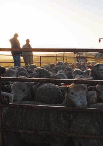 Reasons for small mobs Some farmers have good reasons for small mobs: breeding rams progeny testing single sire matings ewes having multiple lambs. But the usual reasons for small mobs are not valid.