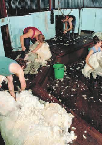 The modern shearing shed not only saves labour but a good shed is a display of professionalism and a correct attitude towards the sheep enterprise and the importance of shearing to all concerned.