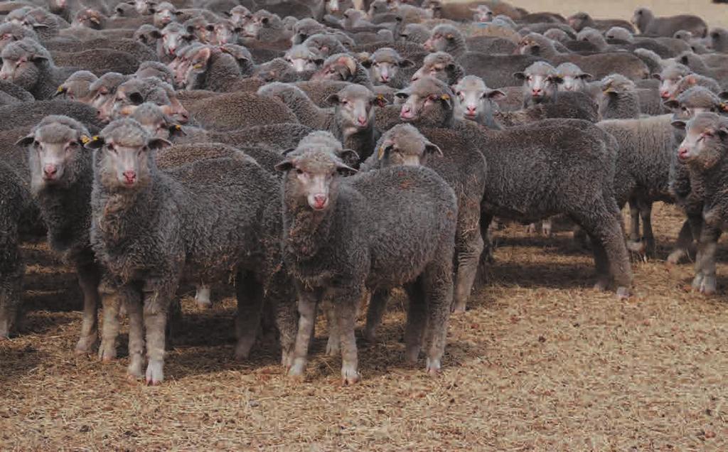 Monitor progress Good management of weaners means knowing their weights and condition scores. Check a small sample when the weaners are in the yards. Monitoring reduces reliance on luck.