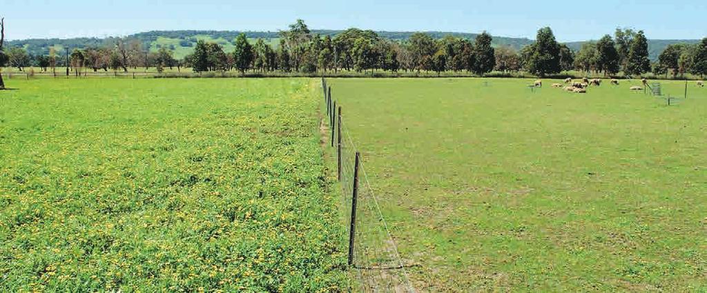 Set stocking or rotational grazing? Factors to consider when selecting a grazing system. Set stocked systems require less labour.