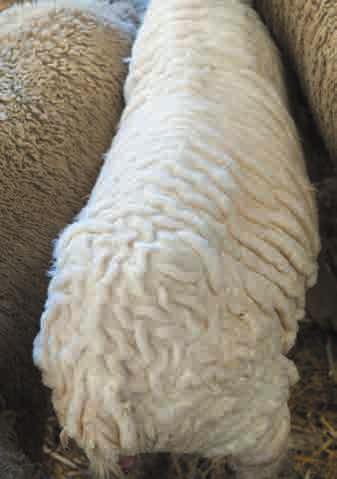 Save labour: have easy-care sheep It s more than just plain sheep: it s low maintenance with high productivity Easy-care sheep may seem all about having plain sheep that don t get fly struck but