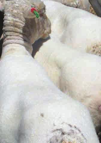 Perhaps the old-fashioned Merino with all its work was acceptable at one time but the majority of people want sheep that are easier to manage whether they are Merinos or meat sheep.