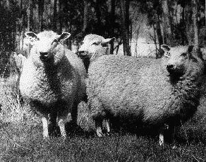 Most popular whitefaced breed in the United States Dorset Dorset Finnsheep medium size good