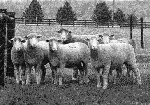 crossbreeding in the US Finnsheep Finnsheep Hampshire Small to medium size poor carcass 28 to 30 μ