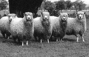Lincoln Lincoln Lincoln Developed in Lincoln county, England The largest breed of sheep large size