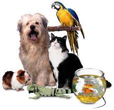 Pet Protection Act (cont d) Established humane standards for treatment of animals Set licensing