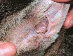 The inner side of the ear should be a healthy pink color. A small amount of black discharge may be observed in some cats.
