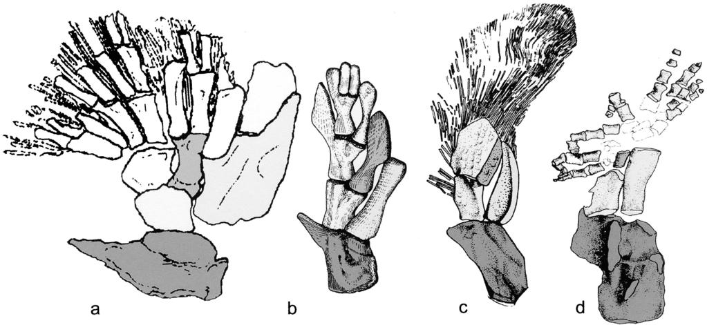 392 EVOLUTION & DEVELOPMENT Vol. 4, No. 5, September October 2002 Fig. 3. Stem group tetrapod pectoral fins and a limb. (a) Sauripterus pectoral fin. After Daeschler and Shubin (1998).