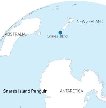 SNARES ISLAND Size & Weight: The average height of the Snares Island penguin is 64 cm and the average weight is roughly 2.