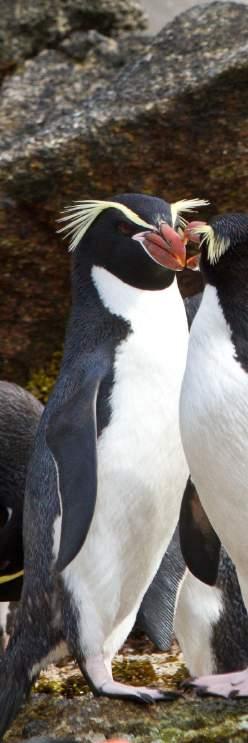 Predators: New Zealand sea lions. World population: About 62,000 mature penguins.
