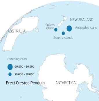 ERECT CRESTED Size & Weight: The average height of the Erect Crested penguin is 64 cm and the average weight is roughly 2.5-3.5 kg (6-8lb).