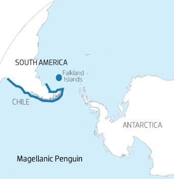 MAGELLANIC Size & Weight: The average height of the Magellanic penguin is 61-71 cm and the average weight is roughly 5kg (11 lb).