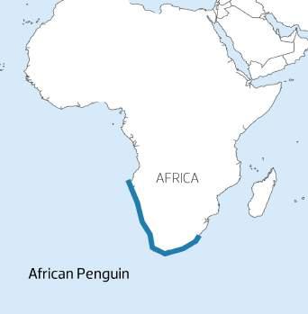 AFRICAN Size & Weight: The average height of the African penguin is 61-71 cm and the average weight is roughly 3 kg (7 lb). Distribution: South African waters.