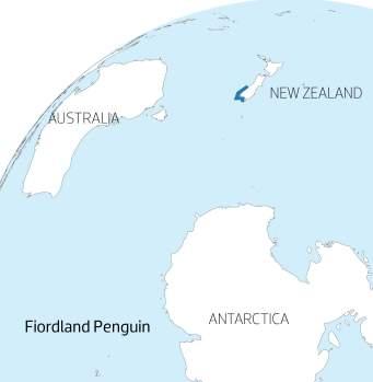 FIRDLAND CRESTED Size & Weight:The average height of the Fiordland penguin is 61 cm and the average weight is roughly 2.5-3 kg (6-7lb). Distribution: n the south of New Zealand.