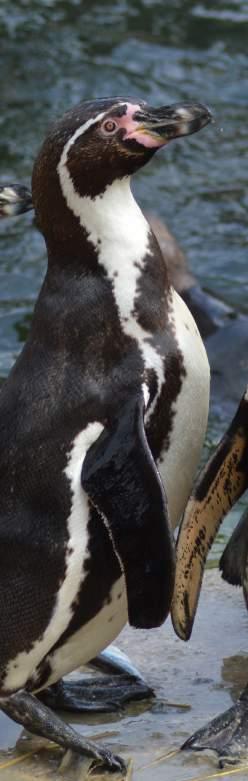 HUMBLDT Size & Weight:The average height of the Humboldt penguin is 56-66 cm and the average weight is roughly 4 kg (9 lb). Distribution: Along the coasts of Peru and Chile.