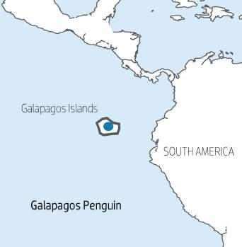 GALAPAGS Size & Weight:The average height of the Galapagos penguin is 53 cm and the average weight is roughly 2.5 kg (5-6 lb). Distribution: Galapagos Islands.