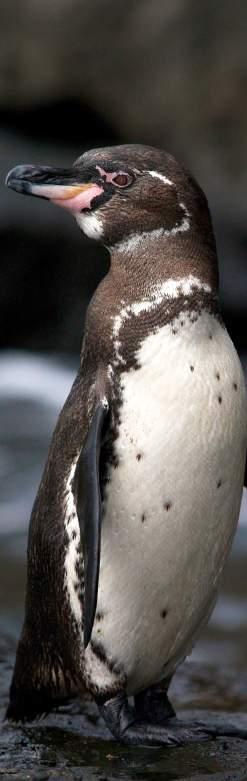Breeding Season: Breed two to three times a year, the breeding season of Galapagos penguins lasts throughout the year; however, most breeding takes place between