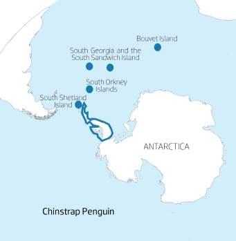 CHINSTRAP Size & Weight: Chinstrap penguins average around 46-61 cm tall and usually weigh around 4.5 kg (10lb).