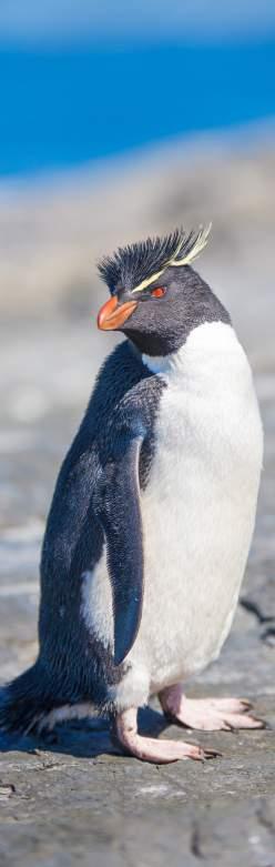Prey: Fishes, squids, krill Predators: New Zealand fur seals, New Zealand sea lions, Southern sea lions, skuas, gulls World population: ne of the most common penguins in the world with