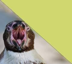 FUN #5 Penguins do not have teeth but do have spines on both their tongues and the inside of their