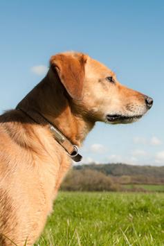 Client Communication How to talk to clients about canine anaplasmosis Detecting canine anaplasmosis early generally allows for a faster and more effective response to treatment.