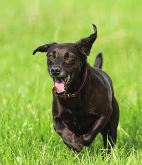 CLIENT COMMUNICATION How to talk to clients about canine monocytic ehrlichiosis Detecting the infection early generally allows for a faster and more effective response to treatment.