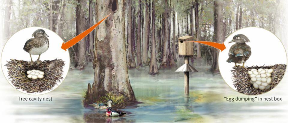 Federal Junir Duck Stamp Prgram Cnservatin Thrugh the Arts Wd Ducks are Cavity Nesters Wd ducks are cavity nesters. Cavity nesters make nests in cavities, such as hles in trees.