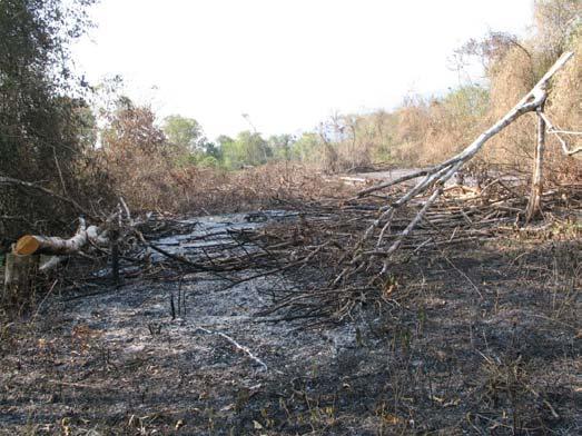 Forest clearance to