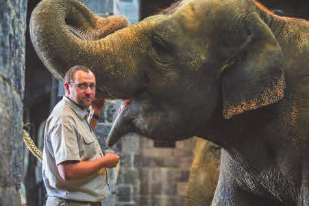 Session I: Research and clinical efforts @Faculty of Veterinary Medicine 15 Dec 14h00-15h30 EEHV, the biggest killer of Asian Elephant (Elephas maximus) calves. Drs. Tim Bouts, DVM, Dipl.