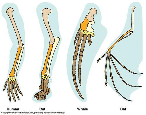 Anatomical tools Homologous structures (shared homology)-structure