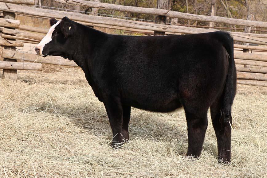 Same Cow family as Lot 15 15 SIRE: BROKER DAM: NORTHERN
