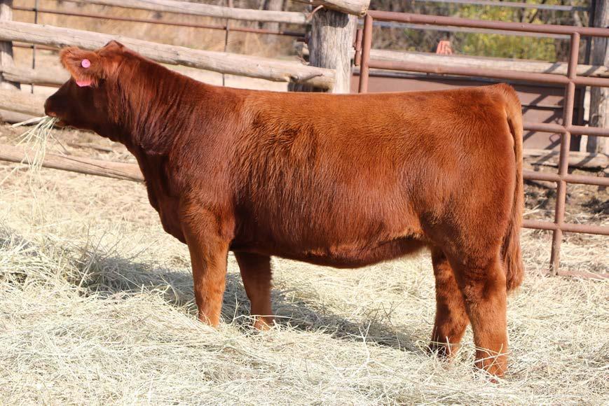 20th overall PB, Simmental Jr Nationals, Sired by Big Deal, sold in last years sale
