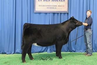 ID: 10T BD: 28-Apr 1/2 Simmental/Mainetainer BW 74 Big Deal, Sire of Lot 16-18 and 27